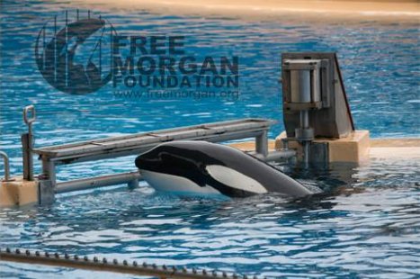 OrcaSOS's tweet photo. On 23 Jan 2018 Wild orca MORGAN gets another chance! 
New court hearing into the terms of #Blackfish Morgan’s permit &amp; the conditions she has been held in at #LoroParque
via @Free_Morgan https://t.co/opf535w6Qd https://t.co/TyPhY2ssqq https://t.co/OLgQorXnut