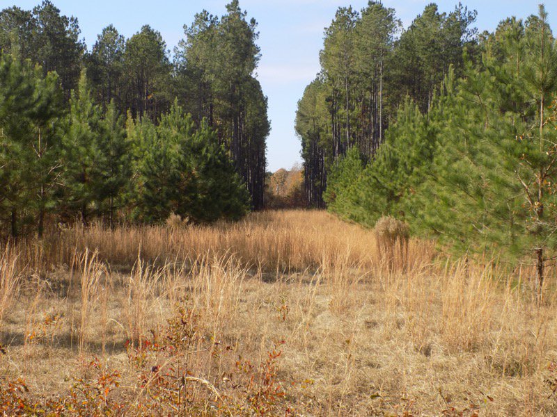 TreelyLand's tweet photo. NEW #LAND LISTING - #SouthCarolina #Timberland view @ https://t.co/NhRXwpmqZH https://t.co/NsCU8sQwiY
