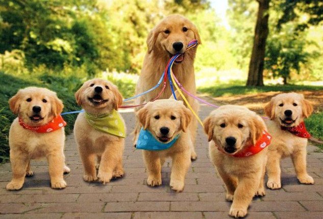 GoldenRetrieve's tweet image. Hello,world!