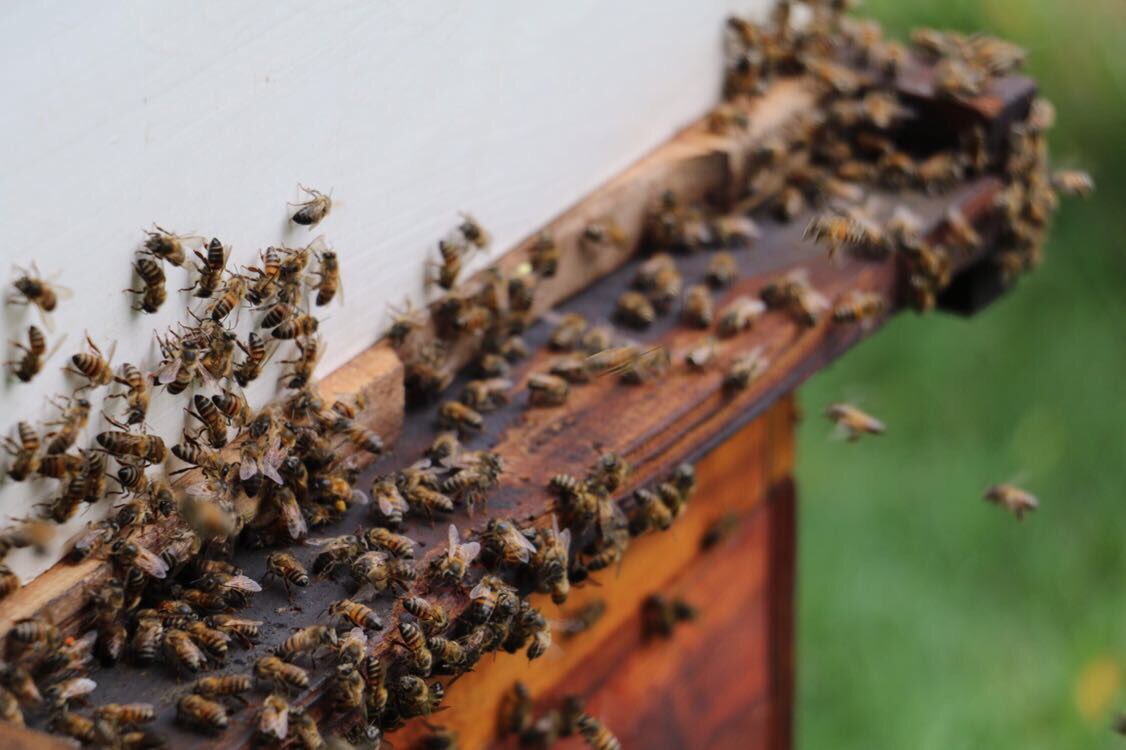 howick_honey_co's tweet photo. After a recent cold snap the girls are out stretching their wings ! 🐝🐝☀️ https://t.co/ELulQOWiIA