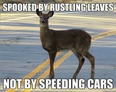 CollWrksYukon's tweet photo. Right?!? Why is that? #Dumbdeer #hitadeerwinsomegear #bewareofdeer

https://t.co/ChrdkEWDTd https://t.co/HCZPMqMhUv