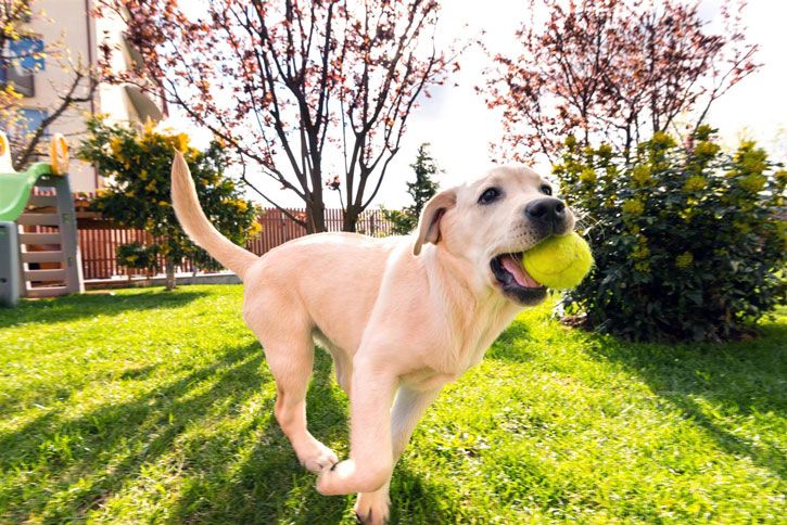 viewingshq's tweet photo. 33% of Millennial Home Buyers' Decisions Driven by their Dog https://t.co/8cBxG3Hvyw via @AshleyCusack #RealEstate #millenials https://t.co/oksa8IVBmK