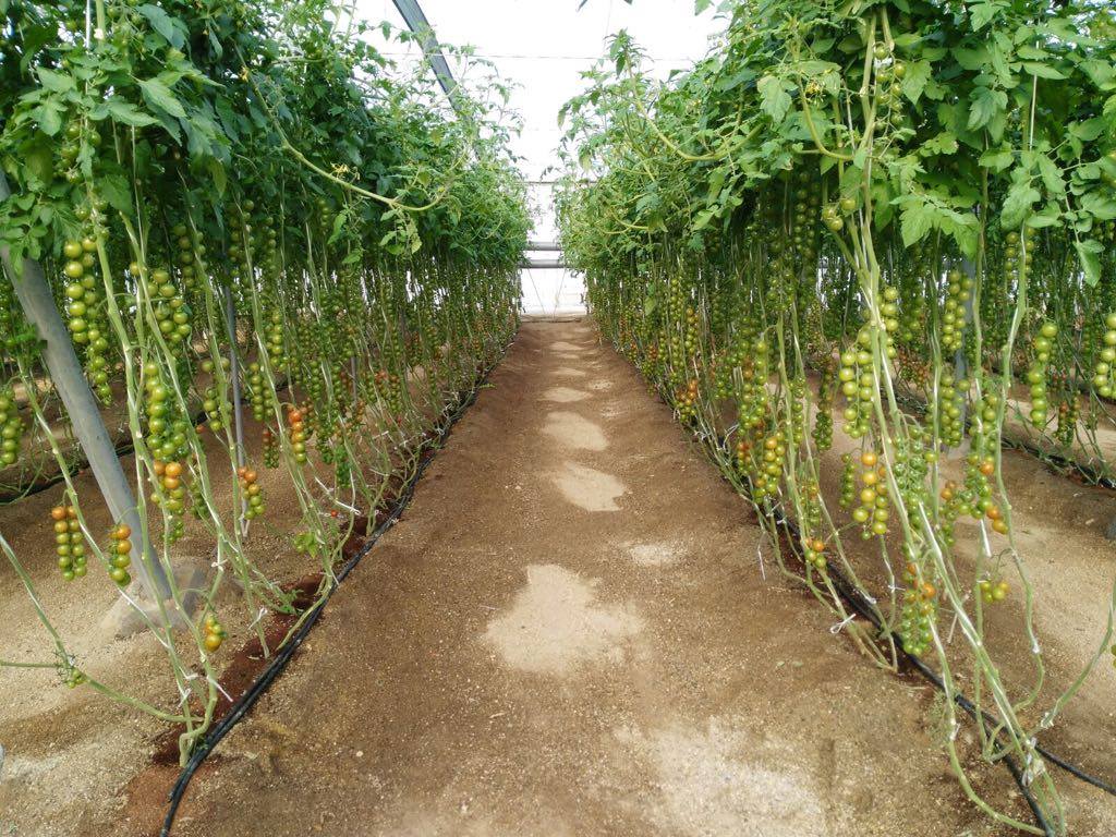 Photos of cherry  tomato bio that our agricultural engineers send us. Fotos de tomate cherry bio que nos envían nuestros técnicos de campo #nuestroscultivos