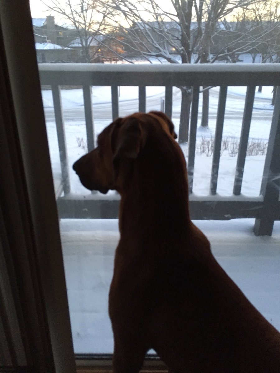 BragoDoggo's tweet photo. WHAT’S ALL THIS WHITE STUFF? https://t.co/EINFFFrODL