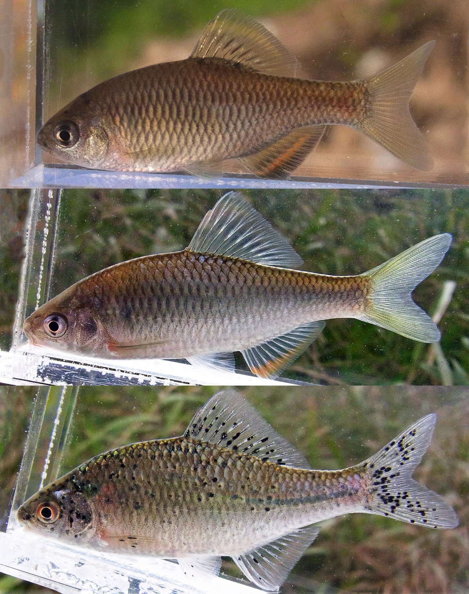 Rhodeus 中高生が捕った魚 タナゴ類 アブラボテ ここには多い 当歳魚と思える小型個体がメイン ヤリタナゴ 比較的成長の良い個体が多かった カネヒラ 黒点病個体が２ ３匹 いかにもやつれている 以前あれほど見かけたタイリクバラタナゴは皆無