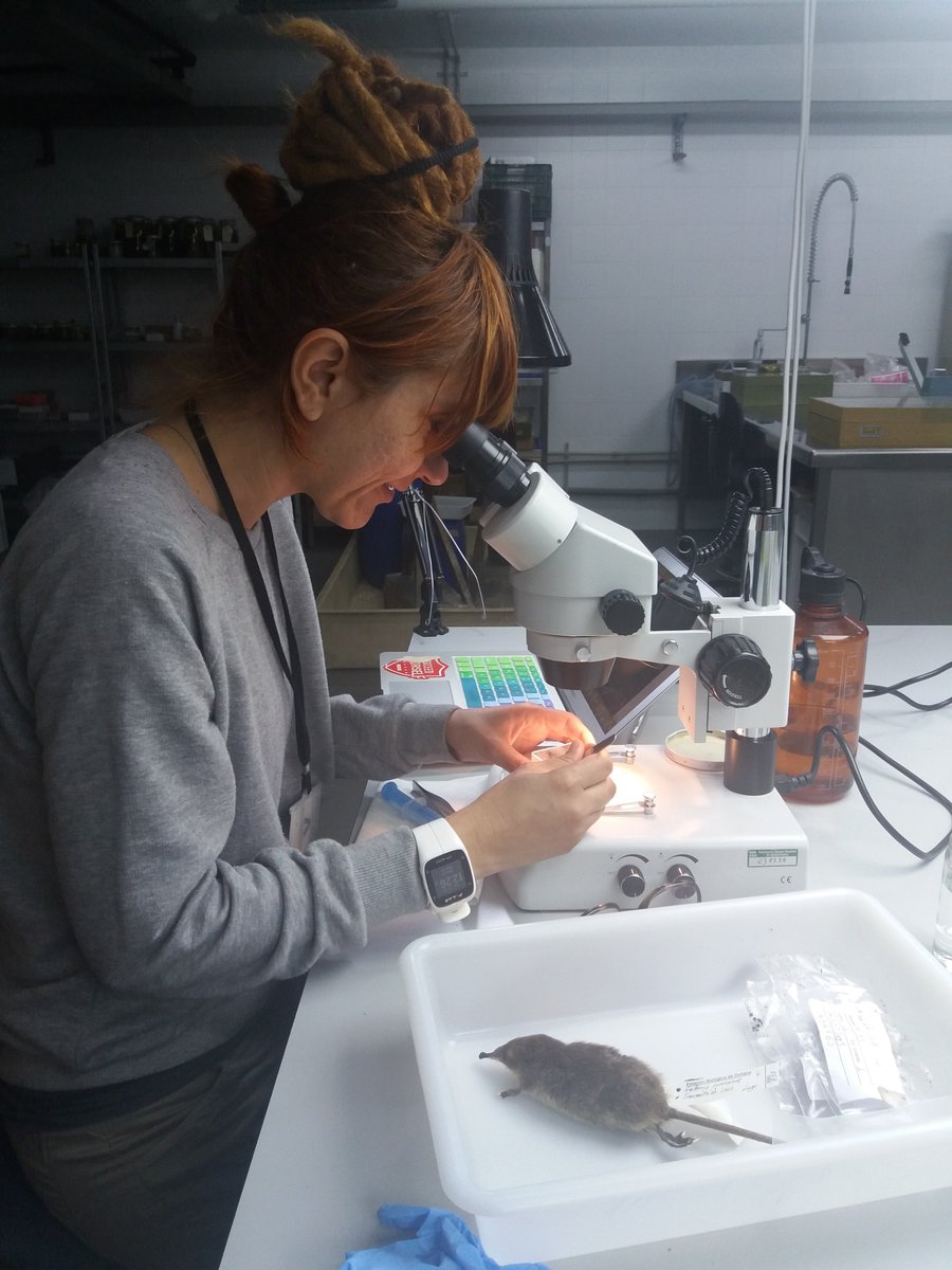 coleccionesEBD's tweet photo. #Galemys_pyrenaicus at @coleccionesEBD as an example for study #distribution & #environmental_changes with Marcia Cabral of #University_of_Aveiro_Portugal https://t.co/CM18onVLYm