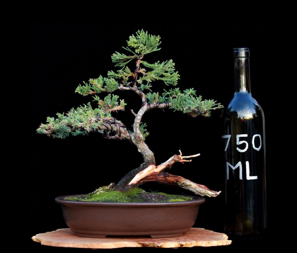 wikibonsai's tweet photo. #Bonsai #Tree #PROSTRATA #Juniper with #Deadwood in #Japanese #POT - https://t.co/AEKUWufnsC #JuniperusBrevifolia #JuniperusPhoenicea https://t.co/JYnRSWwH12