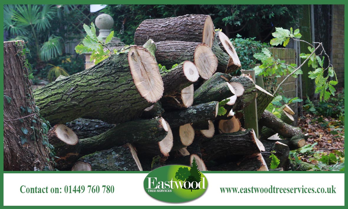 EastwoodTree's tweet photo. Click here to read about our #TreeConsultancy services >>> https://t.co/0GdW3M140x #Eastwood #Trees https://t.co/kz8zXZNXXX
