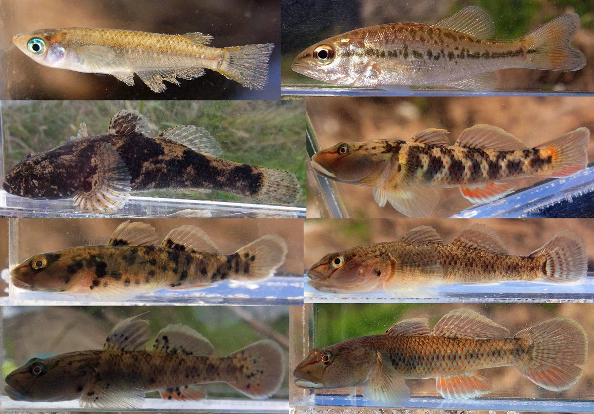 Rhodeus 中高生が捕った魚 Final メダカ 少ない 少なすぎる もっといるはず オオクチバス 一時より減ったが やっぱりいた ドンコ 今年はあまり見なかったので嬉しい再会 この地域を代表する魚 ヨシノボリ類 シマヒレヨシノボリ と が違う Rhodeus 中高生が捕った魚 Final メダカ 少ない 少なすぎる もっといるはず オオクチバス 一時より減ったが やっぱりいた ドンコ 今年はあまり見なかったので嬉しい再会 この地域を代表する魚 ヨシノボリ類 シマヒレヨシノボリ と が違う