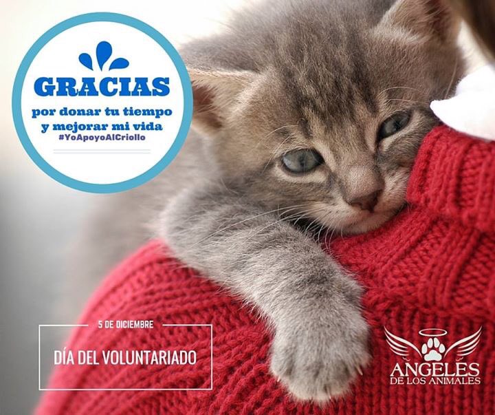 AngelesdelosAnimales tweet media