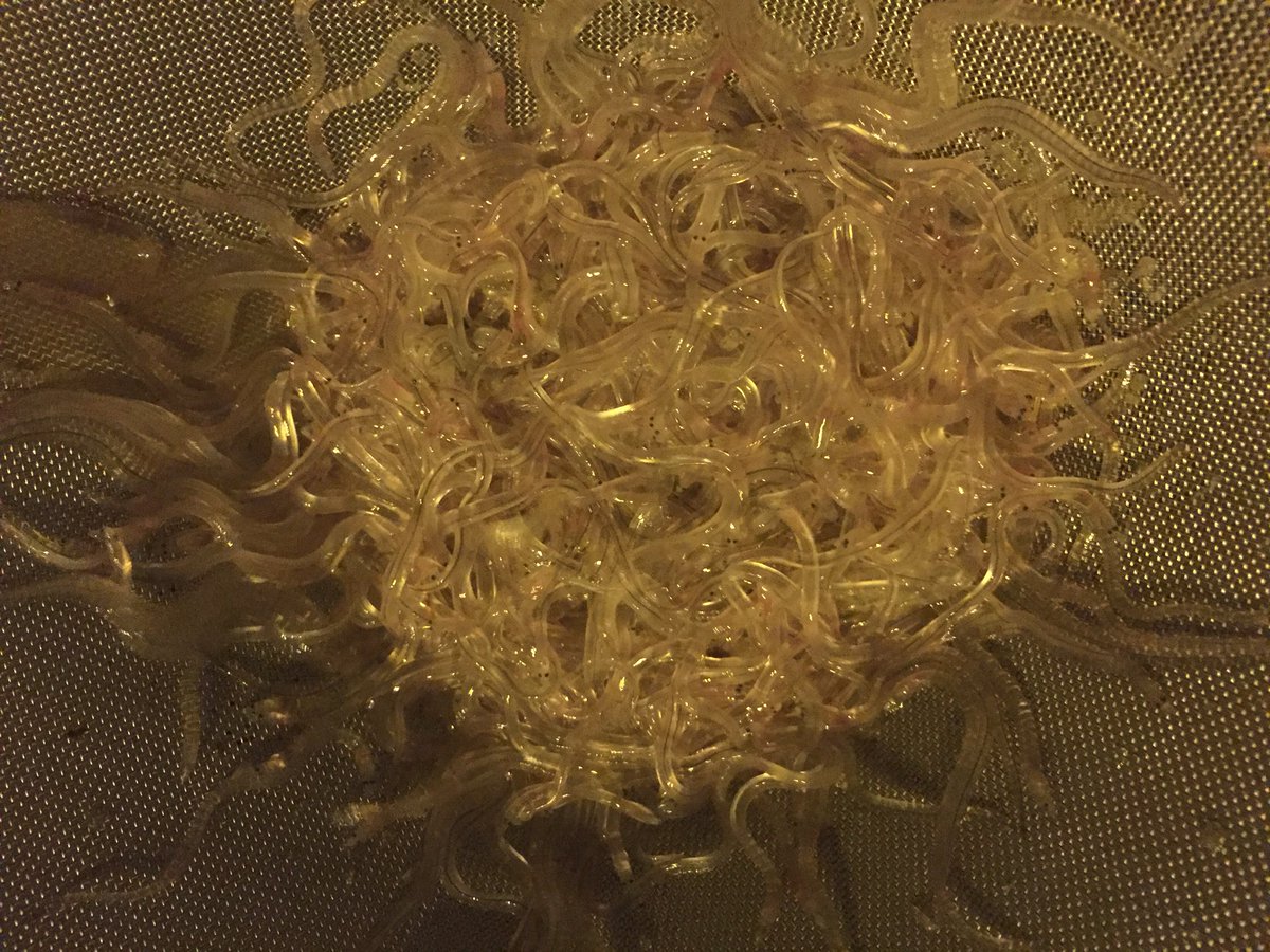 The first eel in Brittany. Real effort for Sustainable fishing in Brittany.