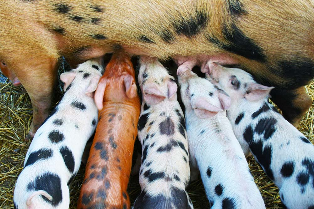 MarchHouseFarm's tweet photo. Down on our farm this week, our newest piglets are staying warm and snug in the hay while we're out repairing fences! March House Farm Shop for our #farmtofork top quality beef, lamb and pork bred in Great Dalby and Little Dalby #farmshop https://t.co/B0prauj7EL