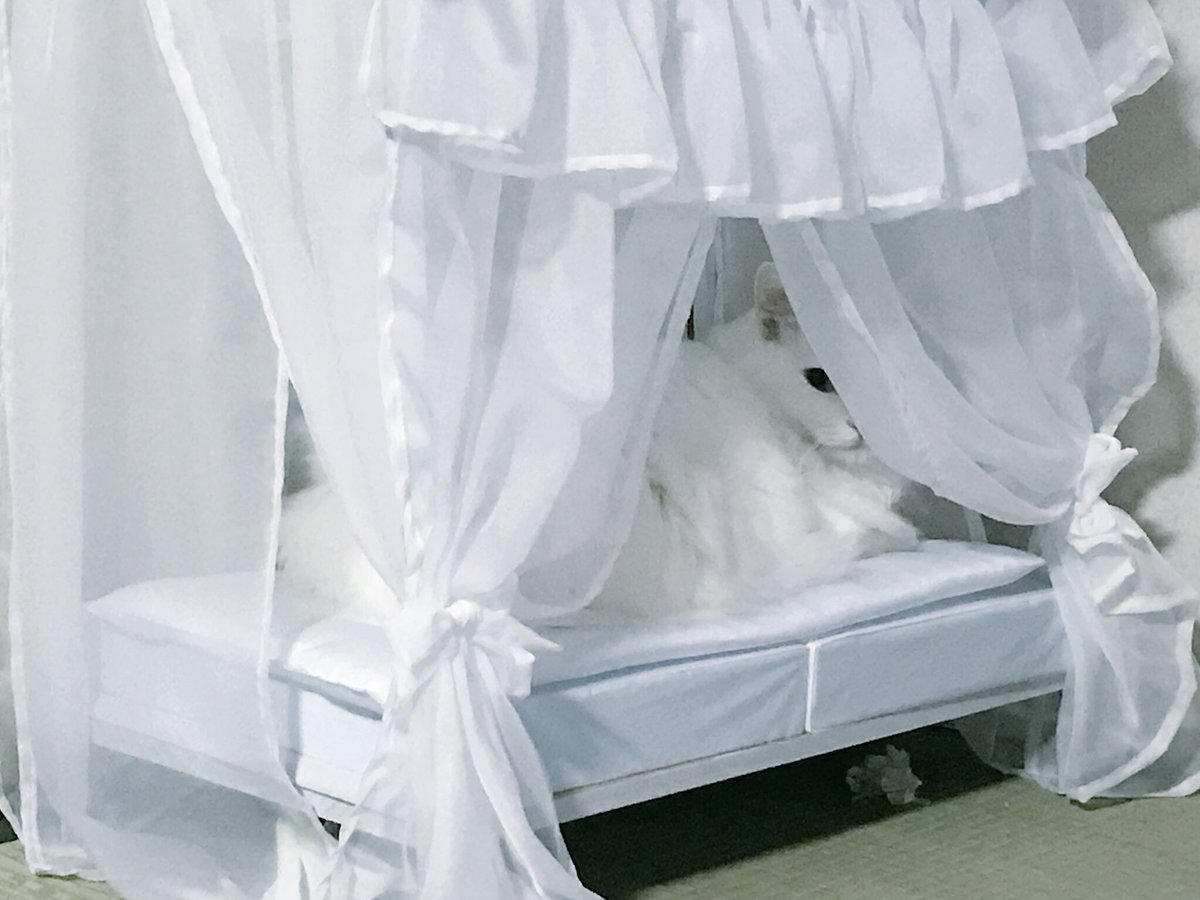 雨四光 準備中 ドールオーナーさんと繋がりたい Rtした人全員フォローする Sdmの男の子のオーナーです 服 アクセサリー 小物 家具etcの制作 画像内イス 天蓋ベッド たまに猫が利用してます 手作りです 蝶々プレゼント企画中です お気軽にご参加