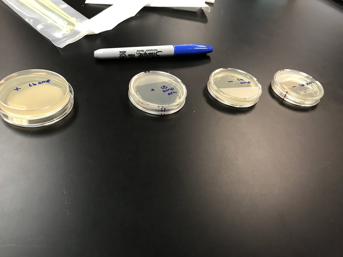 MummConnor's tweet photo. @UNKBiol106CW #106F17week15 last week of lab with bacterial transformation https://t.co/ZTqjU5oF8e