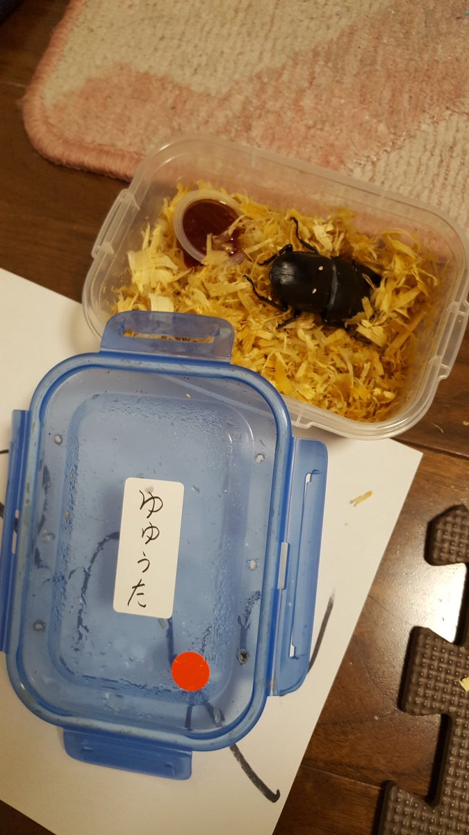 C_Y_B_E_R's tweet photo. 皆様の投票のおかげで自宅に送りつけられたクワガタの名前が先程決まりました！！

こちらとなります！！ https://t.co/OfU90VhZZs