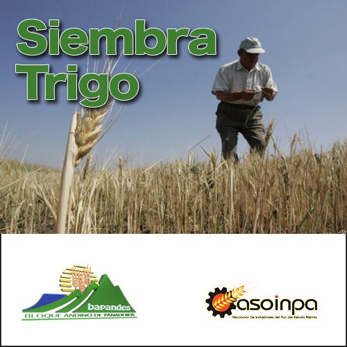 asoinpa's tweet photo. Es gratificante para #BAPANDES y #ASOINPA comunicar que en la #Sierra #Andina se #expande el #cultivo de #trigo entre #sembradores. #Mérida https://t.co/7qtybtFSJl