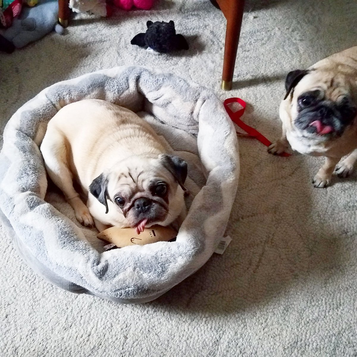 funaek's tweet image. This morning, Monkey totally framed Sunny for stealing my sweet potato wrist rest. I know it was you, Monkey! Sunny would never do that! And Rosy was right there, ready to tattle. #monkeythief #sunnywasframed #sunnyisinnocent #tattletalerosy