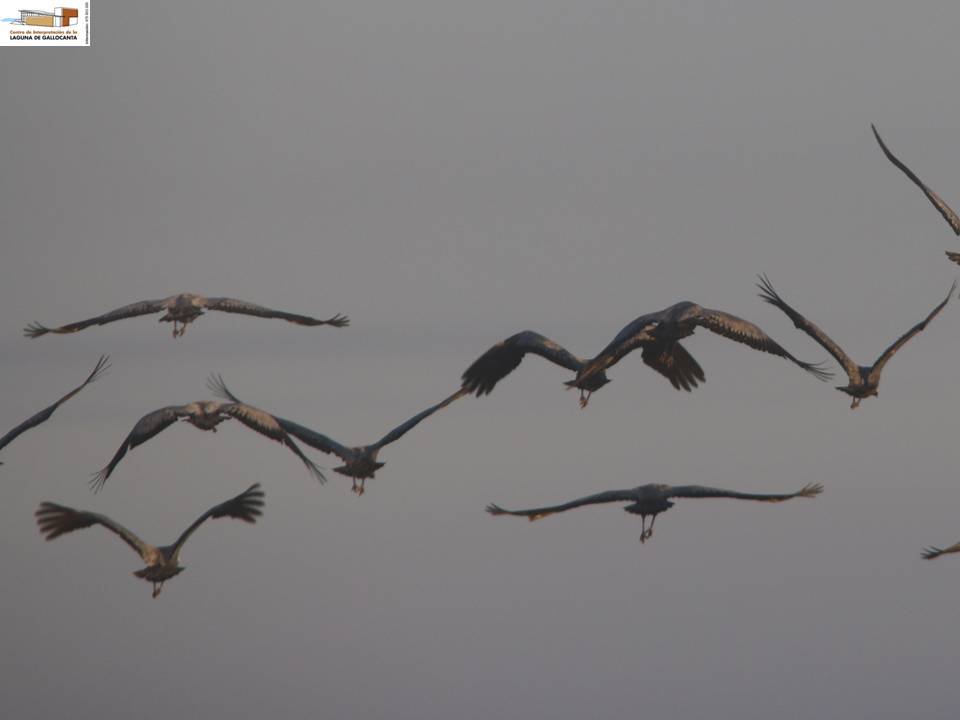 Que suerte tenemos de poder disfrutar de las #Grullas en #Gallocanta.