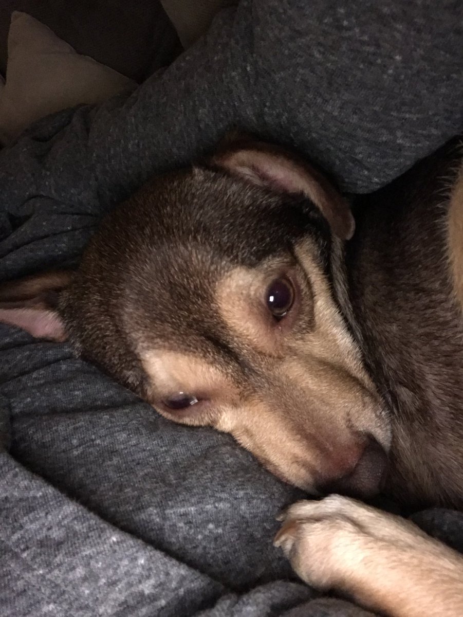 He’s a puppy!! How can you get upset at a face like this...?