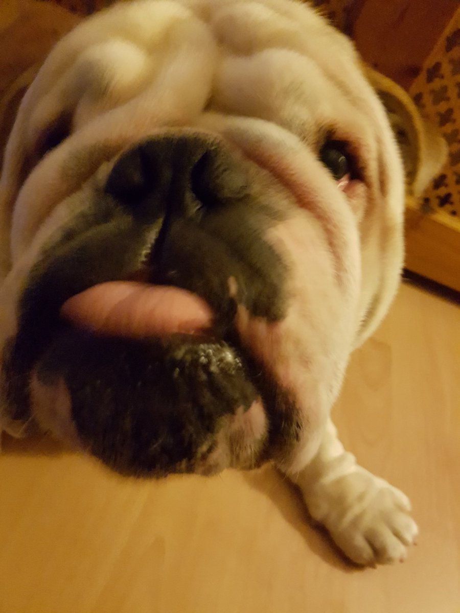 BullyMagic's tweet image. Omg guys......we are back.....Jess remembered our password. We have missed you all so so much!! Love Tallulah, Frank, Peggy and Jess