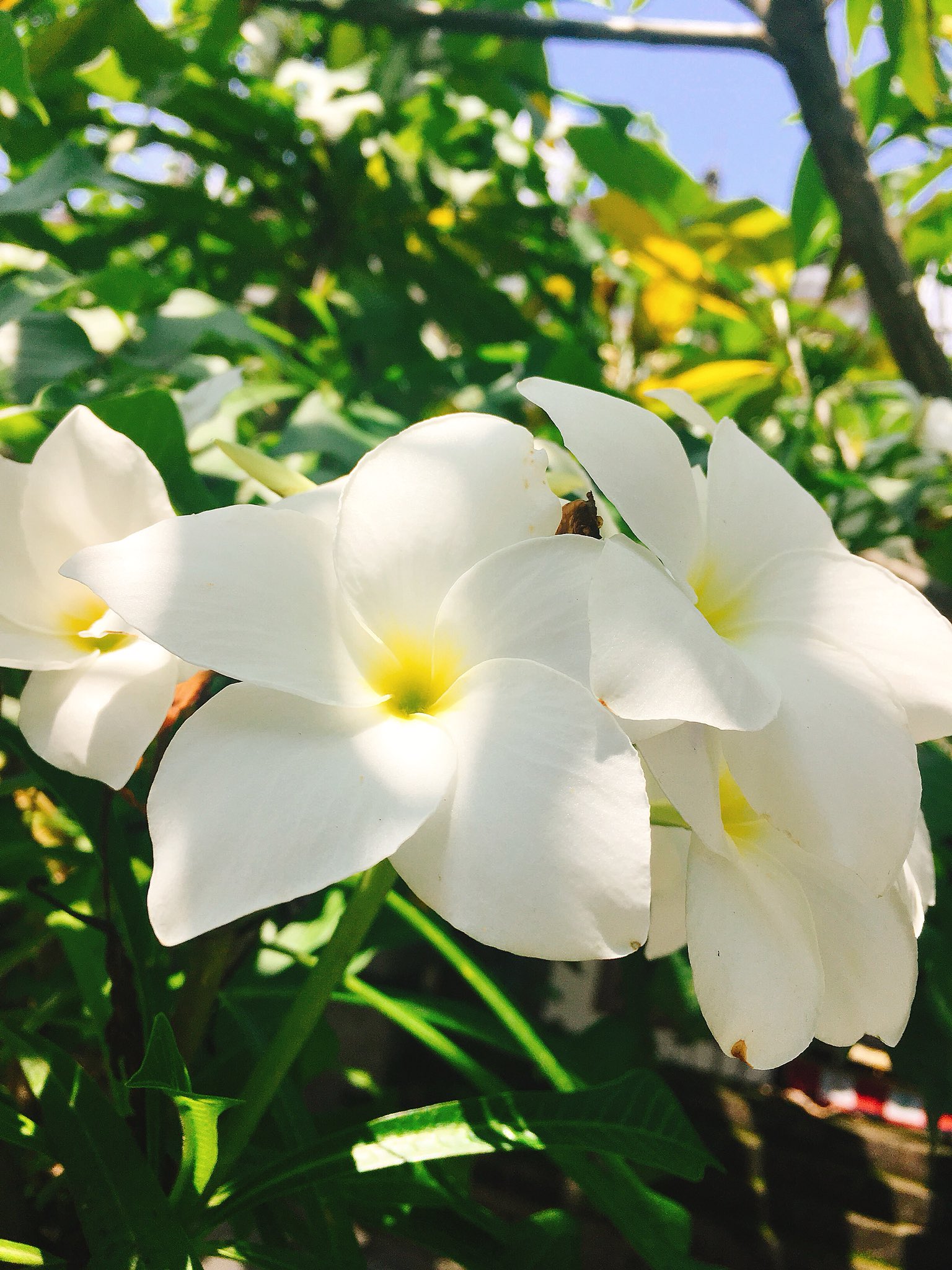 Uzivatel かず Na Twitteru A Beautiful Flower Blooms In Bali You Should Take A Walk And This Flower Sees It バリ島には綺麗な花が咲いています 名前 花の名前には興味ありません ただ綺麗な花 花 はな 散歩 さんぽ