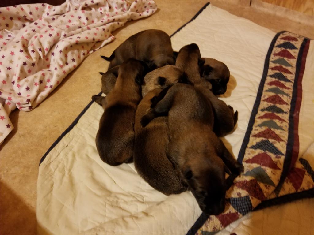 fdavisaws's tweet image. Pile of puppies