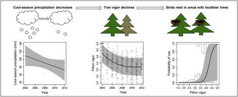 ESA_SW's tweet image. Johnson et al. 2017 - Indirect weather effects on declining bird species through piñon tree health ow.ly/7ics30gZJmR #arid #weathereffects