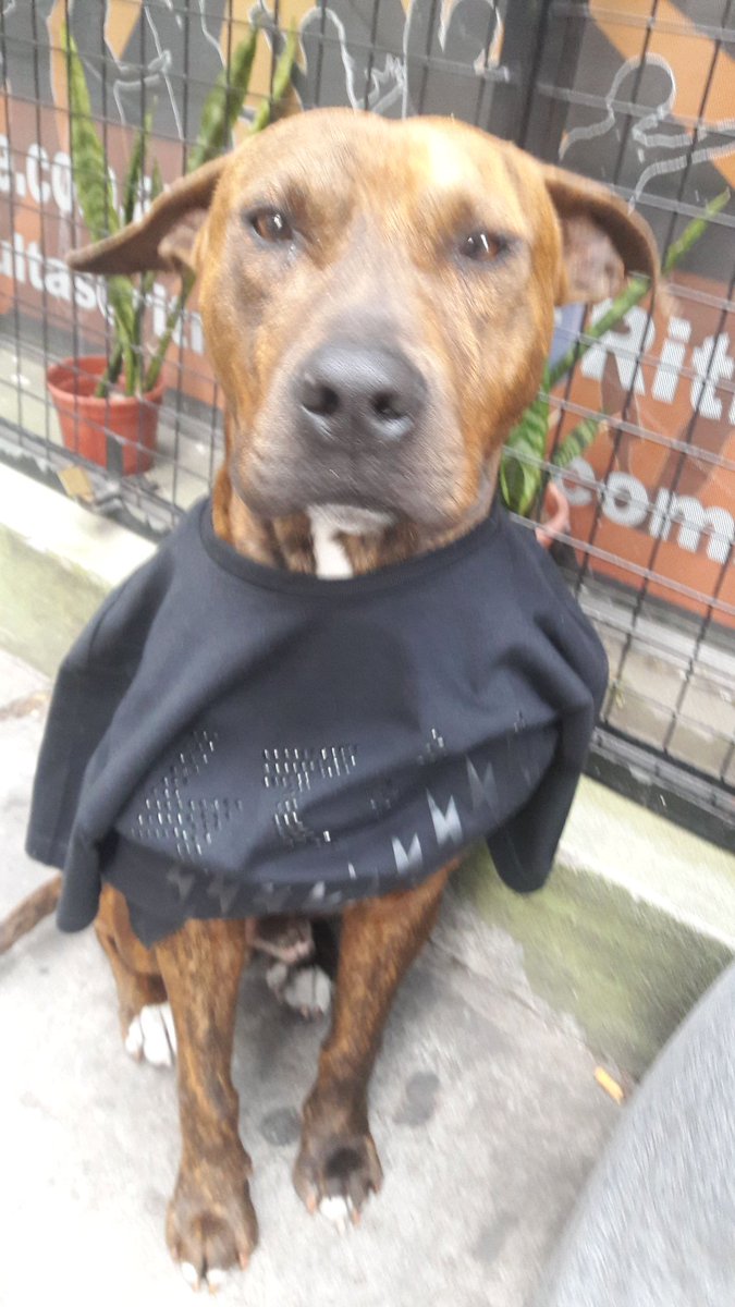 PaakitoCarp's tweet photo. Este hermoso perro me siguió desde un boliche en San Martin hasta Jose Ingenieros, le di comida y agua en casa pero no lo puedo tener, es un perro que lleva tiempo en la calle por lo que se ve. ESTÁ EN ADOPCIÓN, RT. https://t.co/QzXFCLoO6t