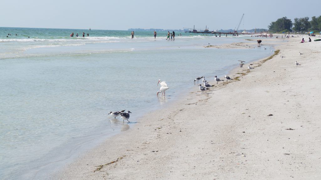 IslandReal's tweet image. Thinking of moving to #AnnaMariaIsland? Here are 6 things you need to know about the southern island city of Bradenton Beach! buff.ly/2AUHWBV #AnnaMariaIsland #TuesdayThoughts #FloridaHouseHunt
