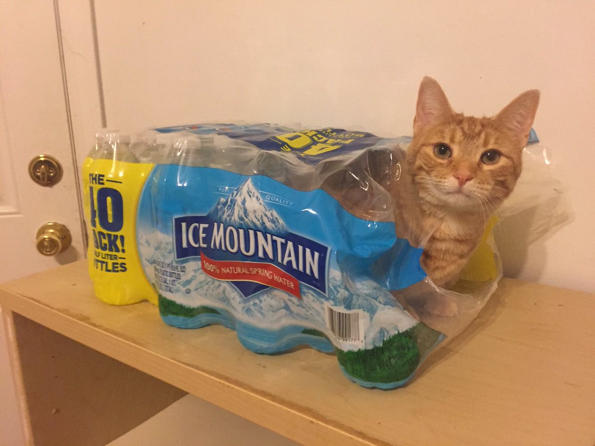 reythekitten's tweet photo. Leia is Ice Meowntain!😹💦♥️ #funny #silly #sister #water #cute #sit #happy #play #lol #reythekitten https://t.co/eOpNwPZdAL