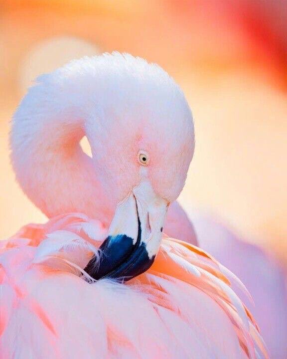 commeuneplume_'s tweet photo. @Commeuneplum adore les Flamands Roses !!! 😉
#MarqueFrançaise #Marque Puériculture #MarqueBébé #InLyon https://t.co/CIwhyFCzmC