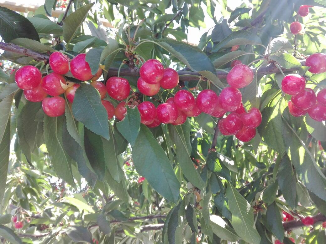 Tip Top cv. Skylar Rae® brand cherries being picked for the first time in Chile the quality is fantastic, the growers in Chile are following the same fruit quality standards set by the Skylar Rae® board for all countries Tip Top cv. is being grown in.