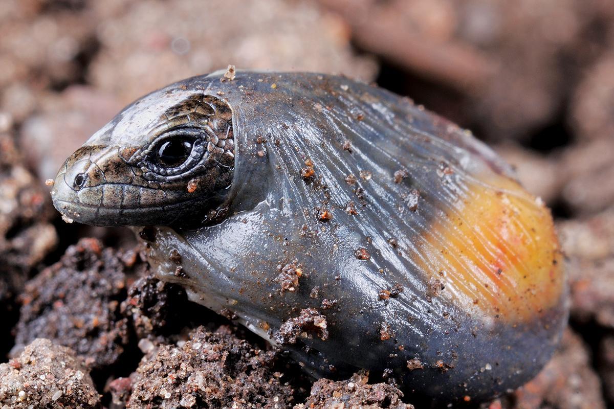 newscientist's tweet photo. Lizards re-evolved eggs after thousands of years of live births https://t.co/4x8PpH4Fgu https://t.co/j2VZBqInMl