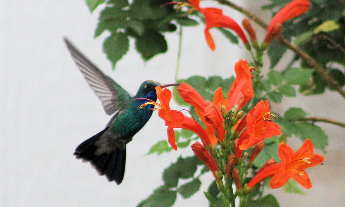 Color flies in a Tucson December! Broadbilled Hummingbird visits our honeysuckle vine. 😻 #winterbirds #tucsonwildlife #katswildlifeaz #hummingbird Enjoy your day!