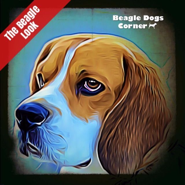 BeaglesCorner's tweet photo. The Beautiful "Chip The Beagle" Say YES if you think he's beautiful too...😍 ❤️ 😍 https://t.co/W1SAFZlyTo