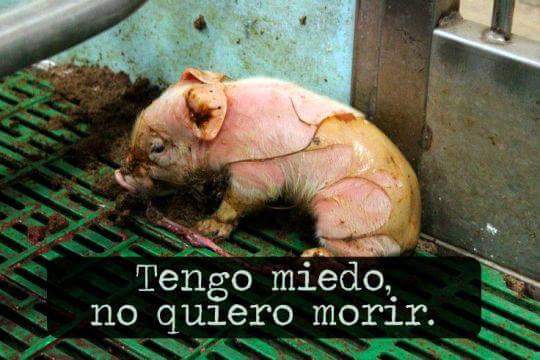 XaviMartiValles's tweet photo. #MésPorcsQuePersones Ellos también sienten exactamente igual que nosotros. #VotaPacma https://t.co/Y4wN28Yvxk