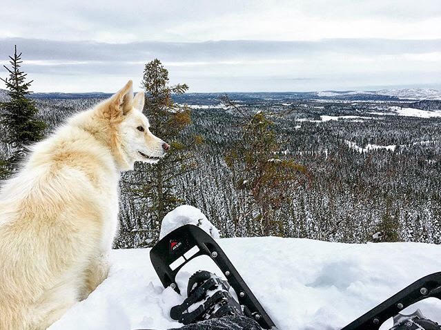Les #sentiers enneigés dévoilent de magnifiques prises de vues sur les vastes espaces blancs de la région. ! #Decrochezcommejamais #EeyouIstchee #BaieJames #ExploreCanada #QuebecOriginal #hiver #aventure #trails