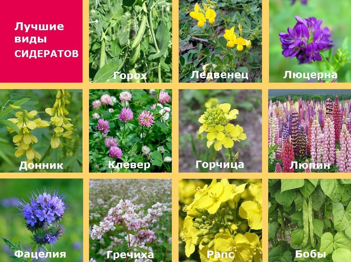 Сидераты донник фацелия люцерна