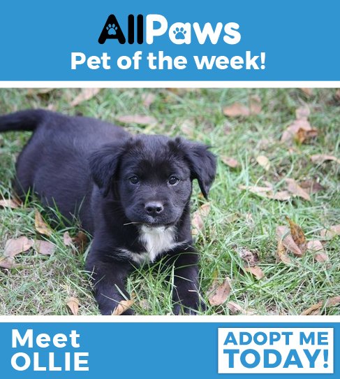 AllPawsWebsite's tweet photo. Introducing Ollie! He hails from Georgia - and we think he's just peachy. To learn more about Ollie and other available dogs like him, visit us here: https://t.co/YqfTHE4Qjm https://t.co/aqiJezo0o3