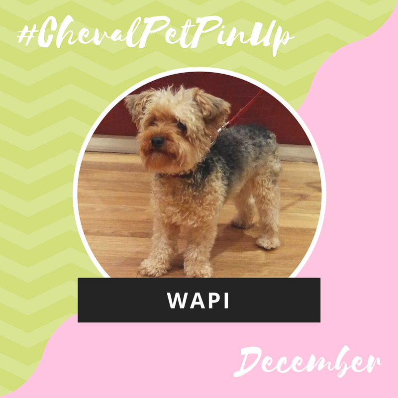 Cheval_Global's tweet photo. Our December #ChevalPetPinUp βWapiβ had a tail-wagging good stay at #ChevalPhoenixHouse #petfriendly #petwelcoming #pettravel https://t.co/79sYXkNSoM
