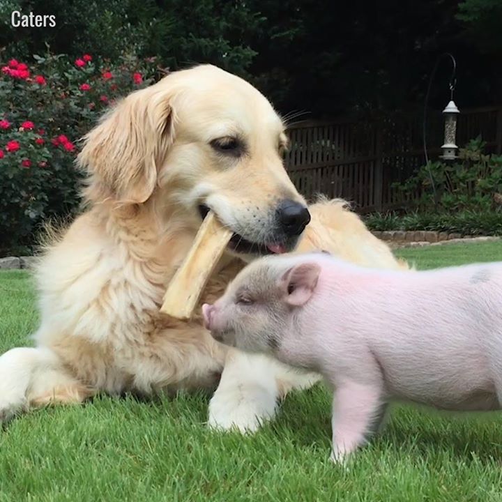 doglifestore's tweet photo. OMG. This piglet and pupper are absolute friendship goals 😍😍 #dogsaccessories #mansbestfriend #puppystagrams https://t.co/ieq7ABRprz