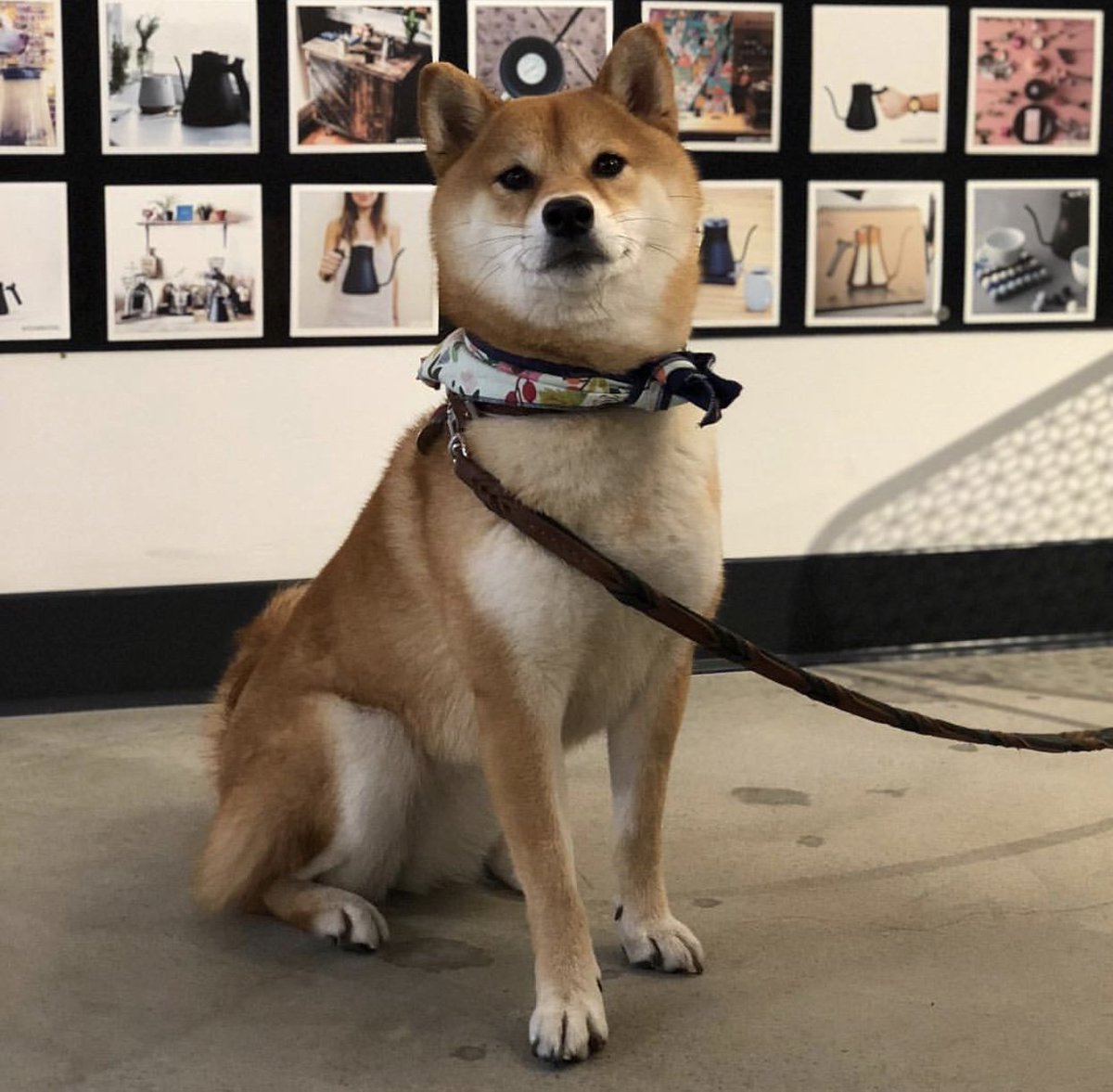 FellowProducts's tweet photo. And our favorite customer of opening weekend goes to...Suki!!🐕 Suki is posing in front of our community wall. Tag your Fellow gear photos with #HelloFellow, and you could see yourself hanging in our store! | 📸 @suki_the_regal_shiba from Instagram https://t.co/Vt6nPQ1nz0
