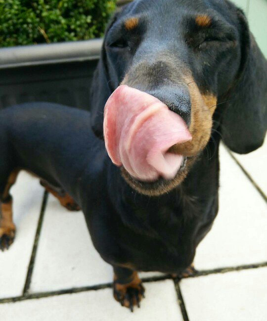 It's #tuesday that can mean only one thing! Happy #TongueOutTuesday everybody 😛😛🐾🌭 #tot #tonguesout #TueadaySelfie #Tuesdaythoughts #TuesdayMotivation #TuesdayTreat #TuesdayTips #stickitout #dachshund #sausagedog @SausageArmyHQ #lovenlicks #sethtot