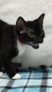 PetCuriousPets's tweet photo. https://t.co/WklS6Nep9f

#CatsForAdoption #PetCurious #PetsForAdoption #AnimalsForAdoption #ShelterPets #ShelterAnimals https://t.co/STSoM42D3F