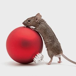 ActionPest's tweet photo. Now's a great time to consider rodent control....check out this article to find out why. https://t.co/nbuWBJ4kwZ https://t.co/FbJ6wym4kX