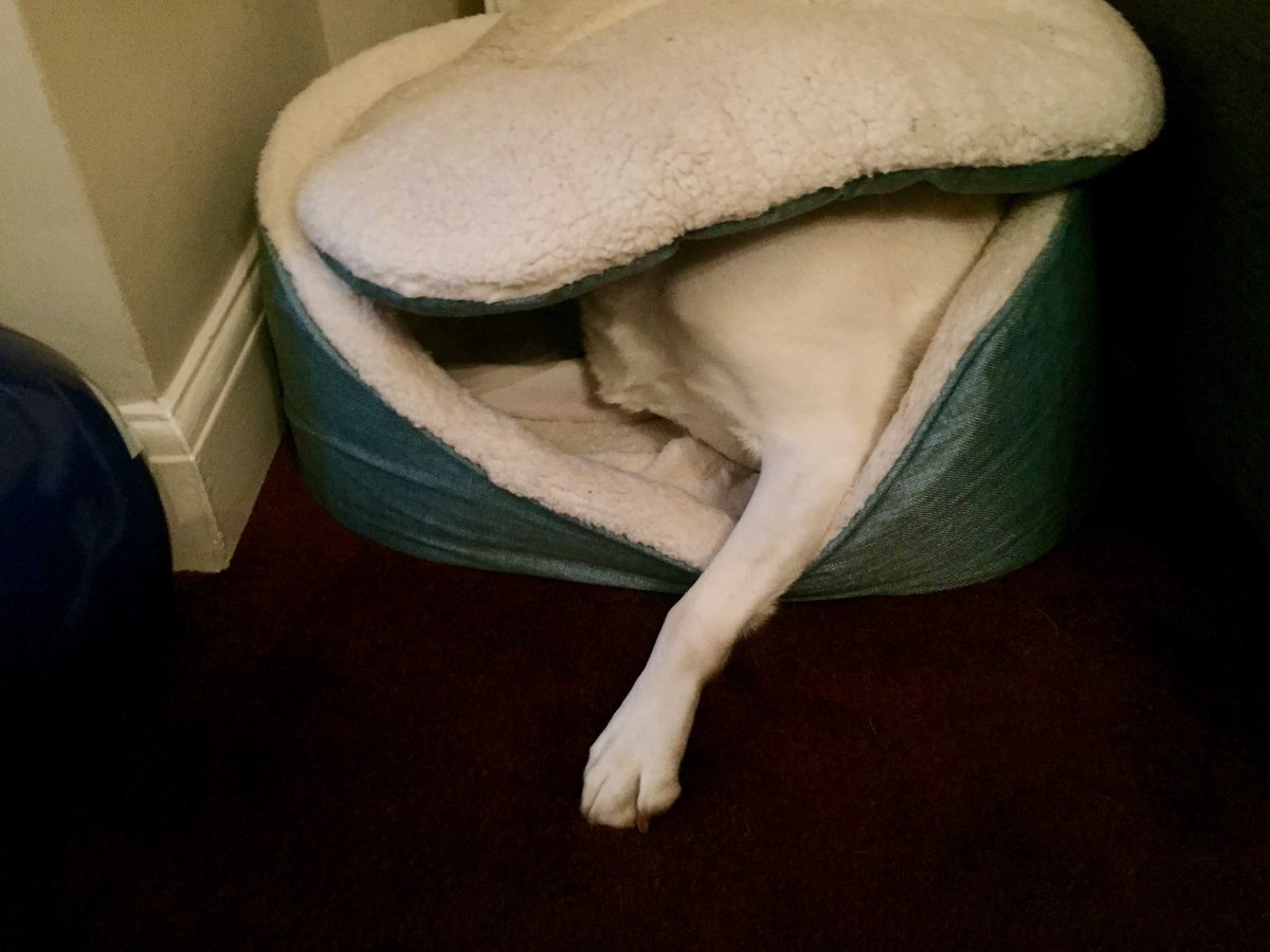 Kika_GuideDog's tweet photo. OMG little bro's just had a huge nappy explosion! I better hide before dad asks me to help..."MUM" dad needs your help!!!!!! 🤒💩🤢 
@SeemaMistryP #NappyExplosion  #ParentHood #OMG https://t.co/95Uu13v5jR