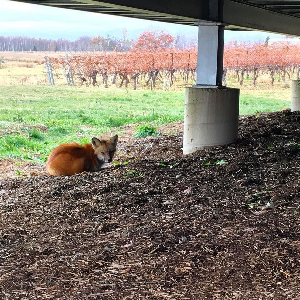 Sorry everyone, but this may have been the cutest winery visitor we’ve had all year! 🦊🧡
#farmlife #vineyardviews #foxnews #fox #nswine #blomidonestate ift.tt/2Ay2QEm