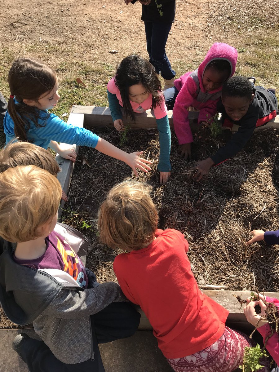 TeachMrsNewell's tweet photo. Second step in our #projectbasedlearning economy unit= planting mint. Thanks for the help @TheRootsFound and @FEASTasheville #TheACSWay #schoolofecology @Vance_ES https://t.co/b5ErGKWYpN