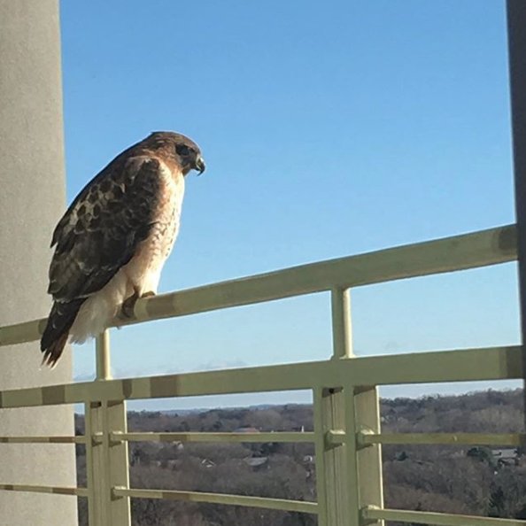 Marketcrafters_'s tweet photo. "Welcome to the building." - Sam, the Red Tail Hawk.
#RKMove https://t.co/PhzFBCH6pF