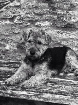 OxTweets's tweet photo. "@millypod1" MABEL IS HOME . THANKS FOR RT's  😊🐕
#Godington #Bicester #Oxfordshire #OX27

#OX25 #OX26 #MK18
https://t.co/G0aQLDzHa4 https://t.co/QardJB8ncj